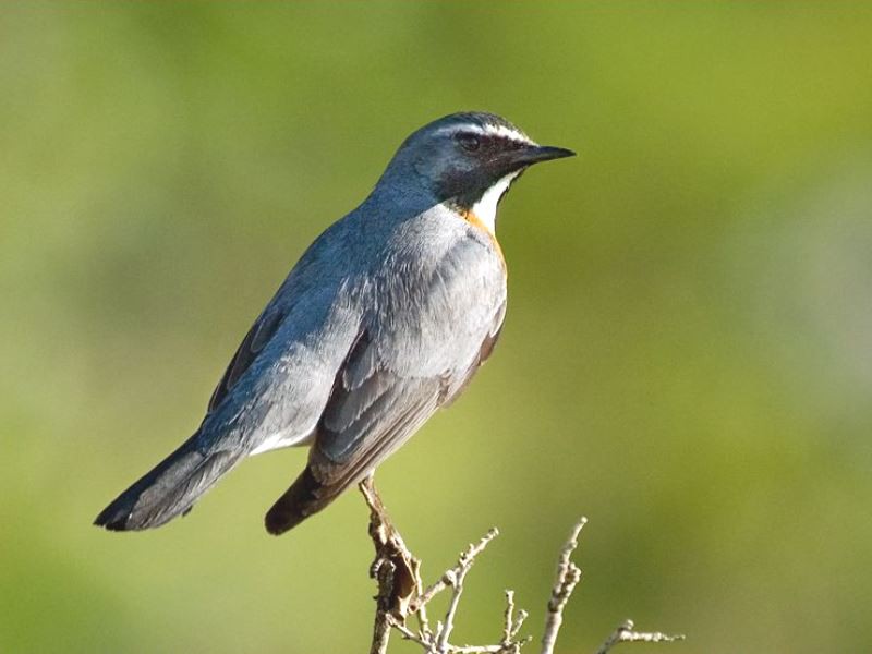 11-Day Eastern Anatolia and Southern Turkey Birding