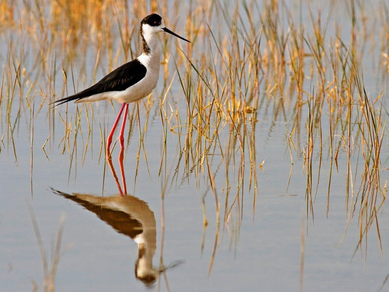 8-Day Western Turkey Birding, Flowers and Ancient Sites