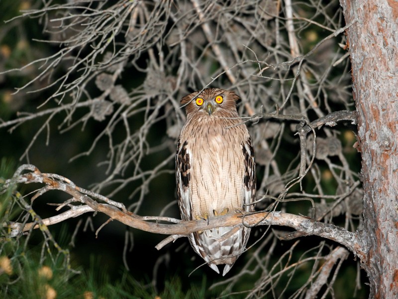9-Day Turkey Birding: Brown Fish Owl, Aladaglar and Sultan Marsh
