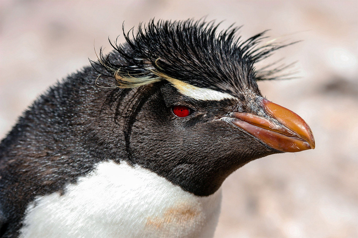 10-day Eastern Patagonia Birding: Endemics and Seabird Colonies