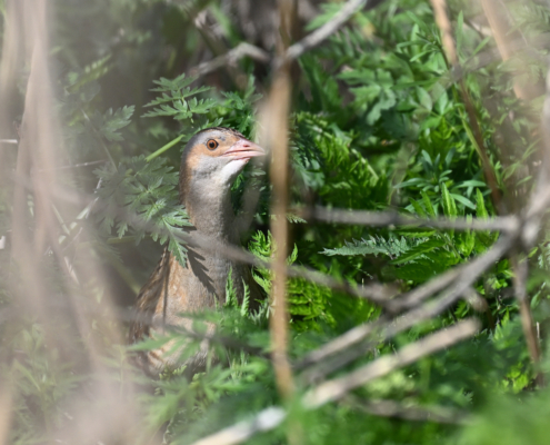 Spring Birding Tour 2027