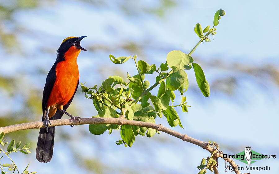 Yellow-crowned Gonolek seen on a coastal Gambia birding trip