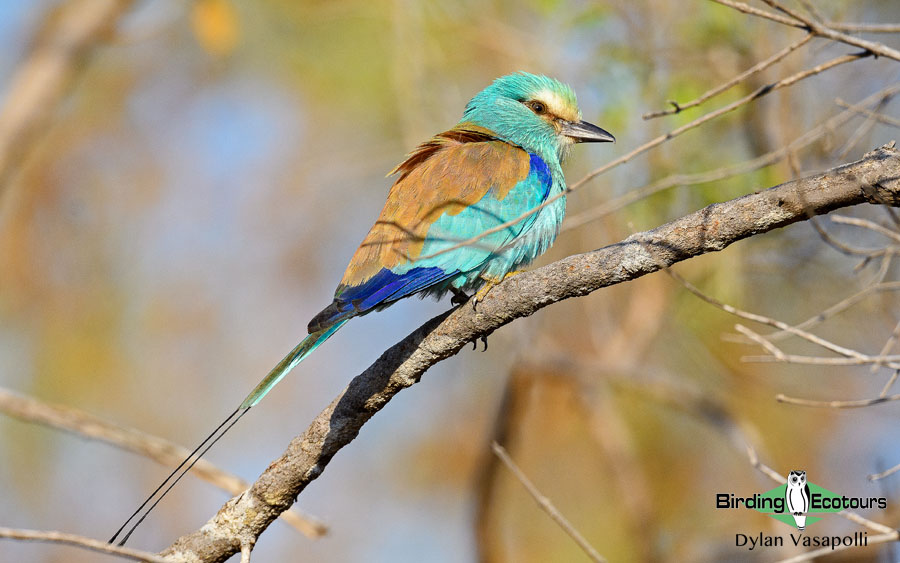 Abyssinian Roller photographed on a Gambia birdwatching tour