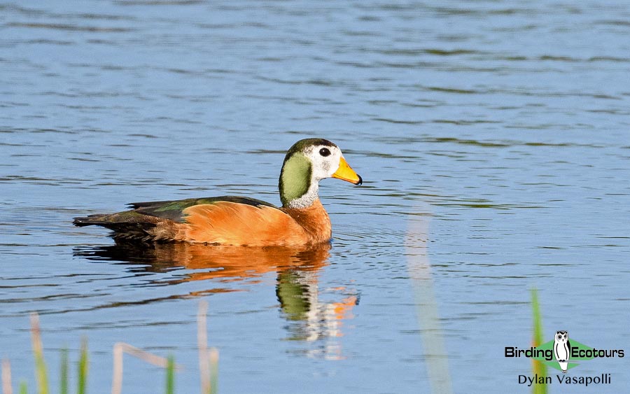 African Pygmy Goose seen on a Gambia wetland route