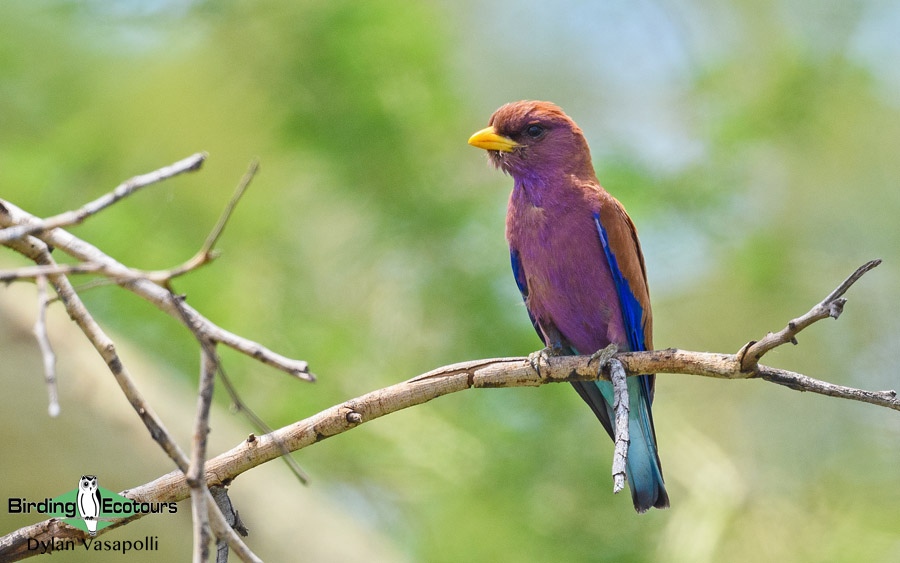 Broad-billed Roller seen on a Gambia birding route