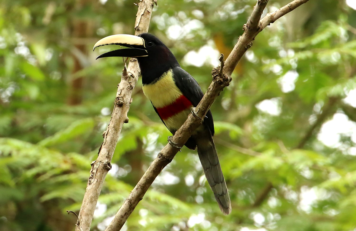 Itororó Atlantic Forest Birding: Half-day and Full-day Excursions