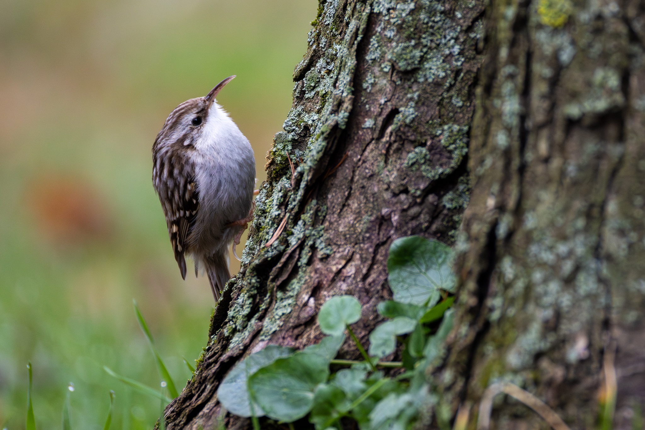 Private Morning Bird Walk in Prague