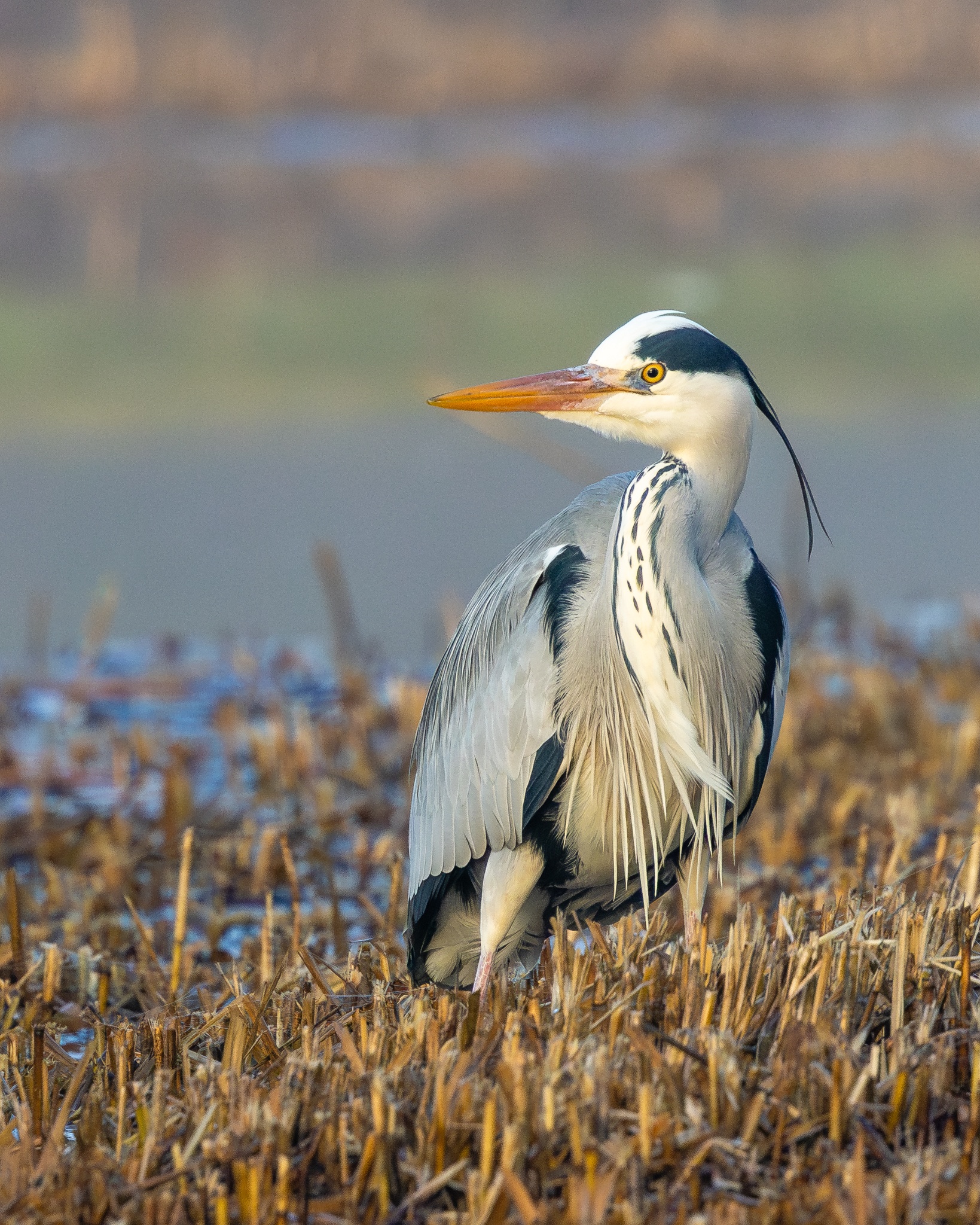 Private Best of Prague Full-Day Birding Tour