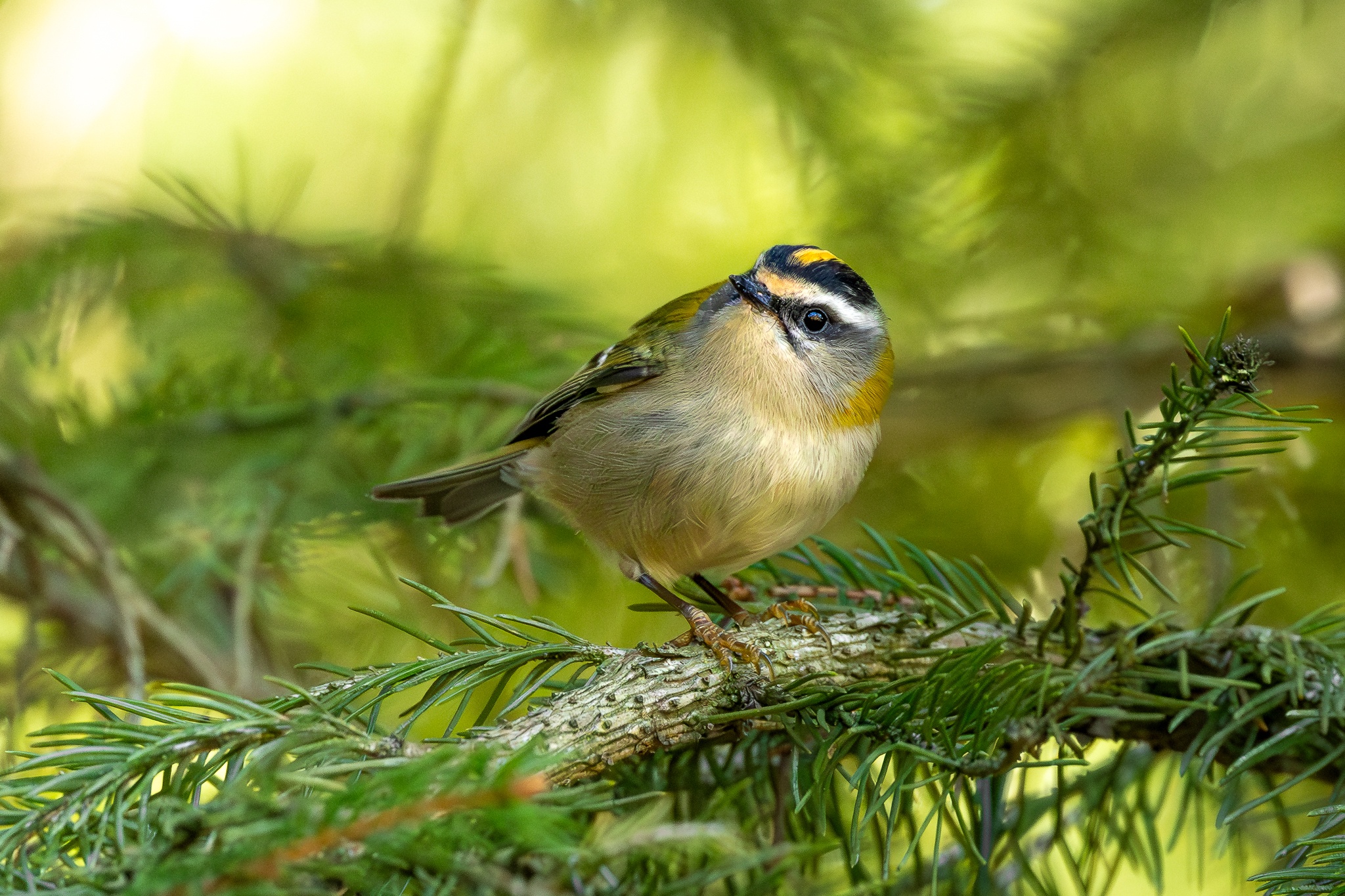 Private South Bohemia Full-Day Birding from Prague