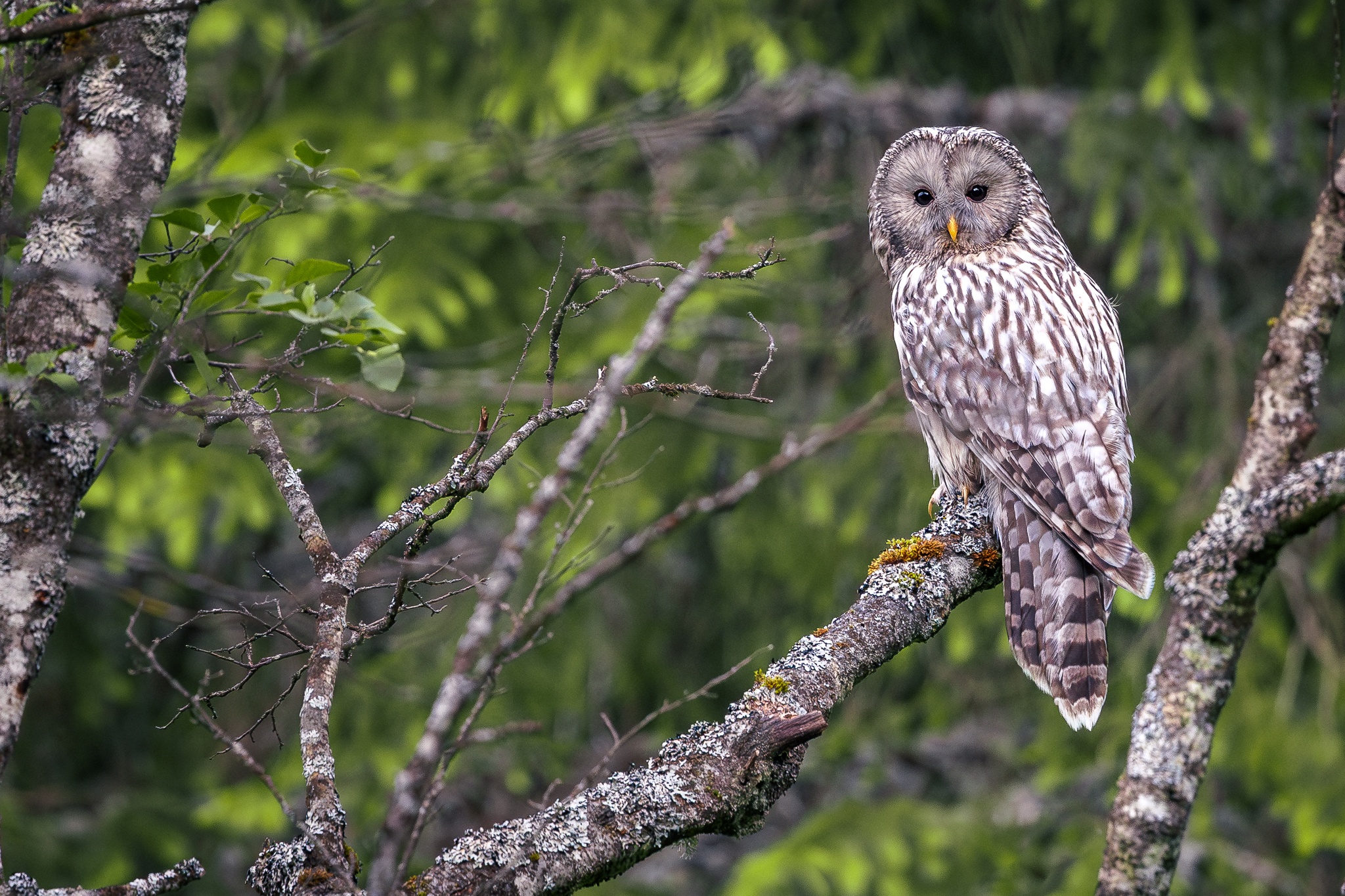 Private Three-Day Šumava Target Birding Tour