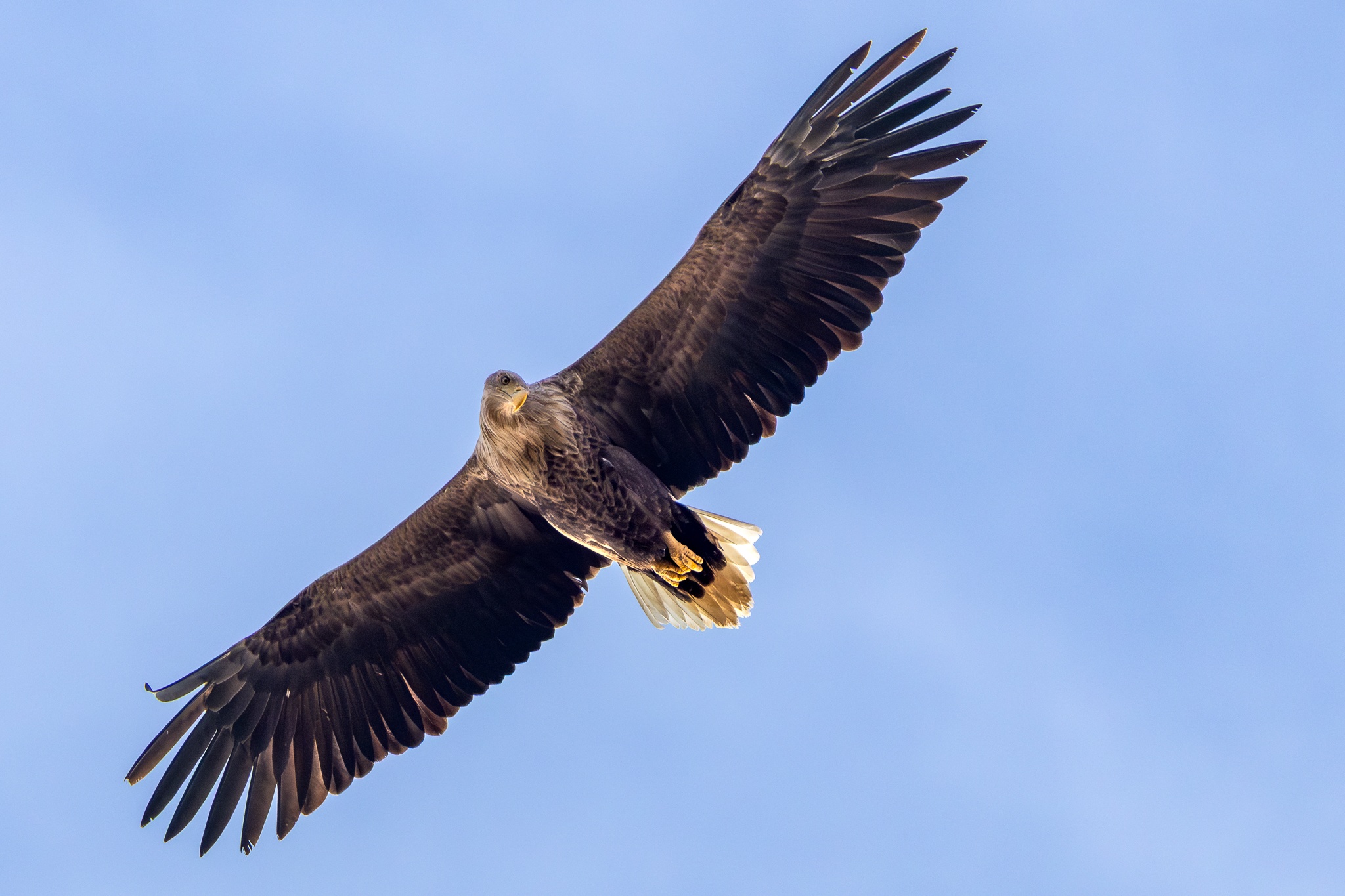 Private 10-Day Central Europe Birding Circuit