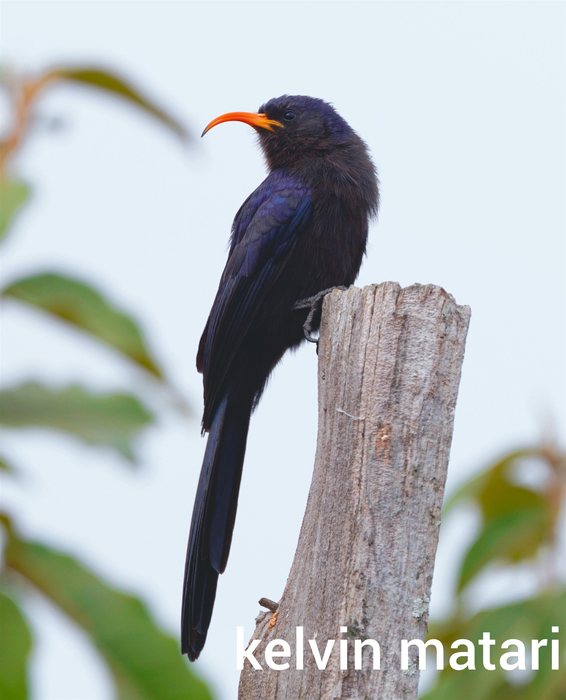 Custom Northern Tanzania Birding with Kelvin Matari