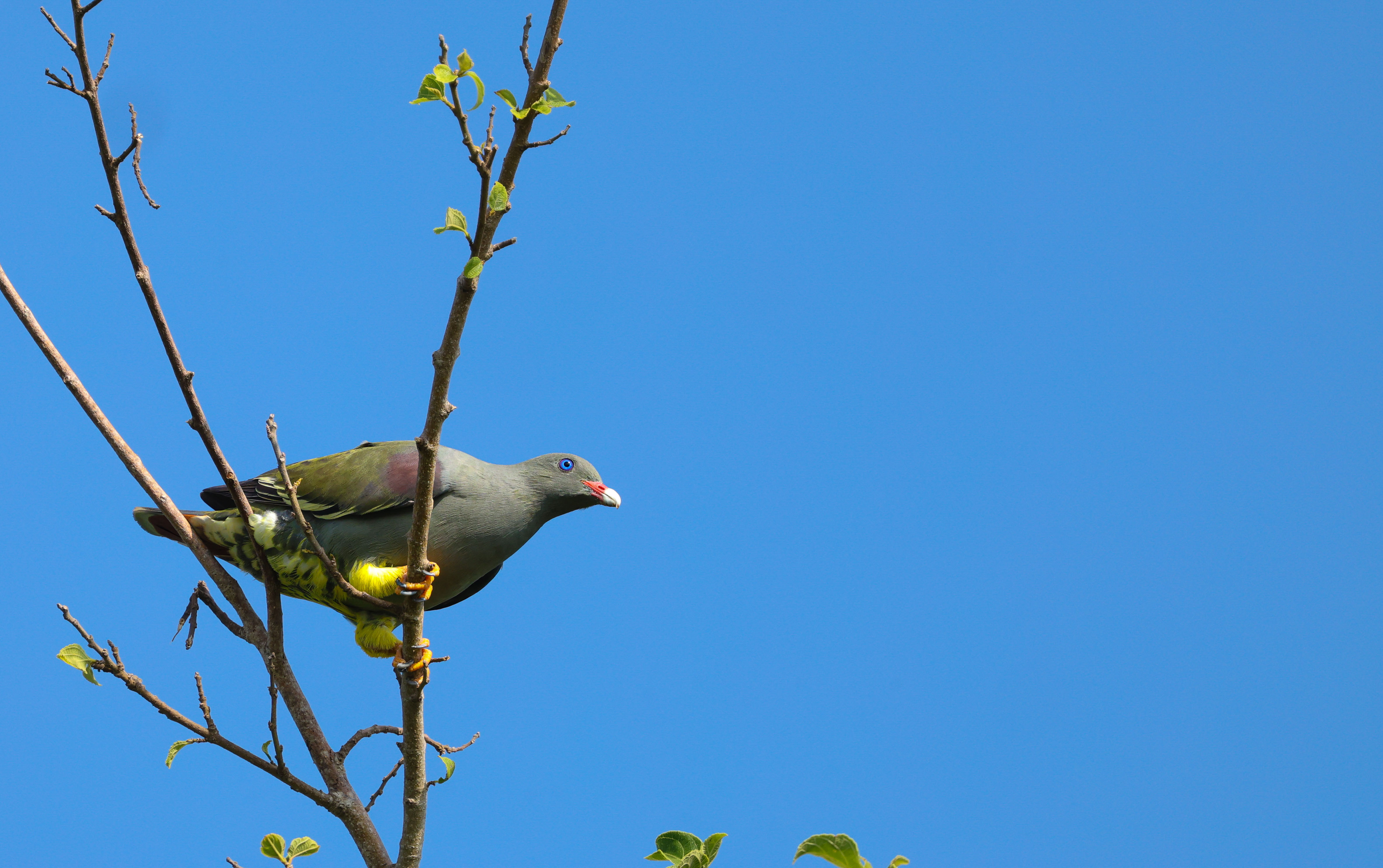 Private 3-Day Pemba Endemics Birding Tour