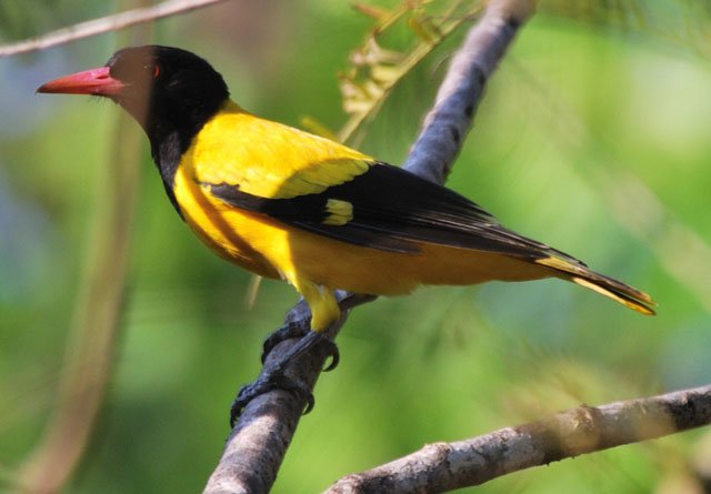 2–3-Hour Guided Chennai Birding with a Spotting Scope