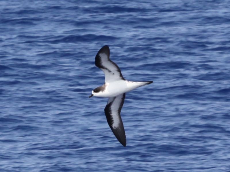 Kona Pelagic Birding Adventure