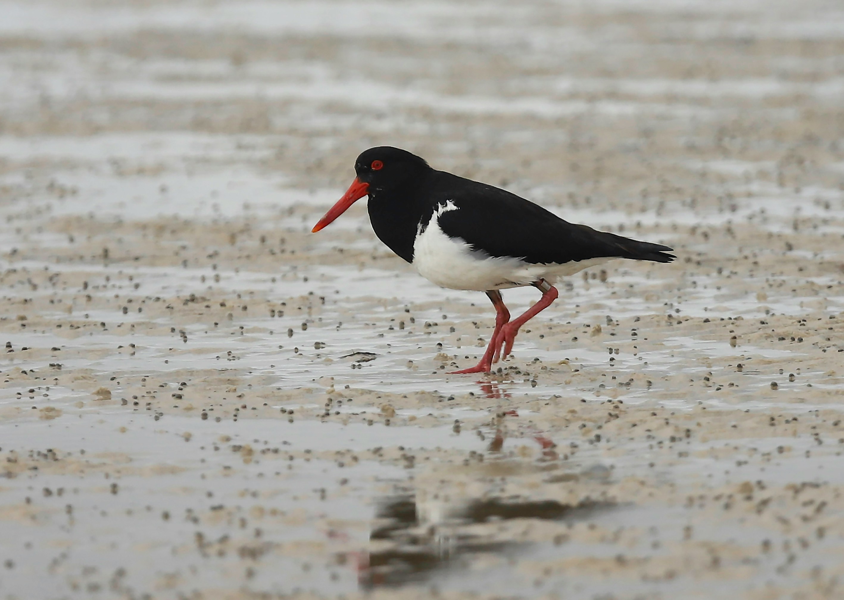Land Meets Sea: Coastal Birdwatching and Private Boat