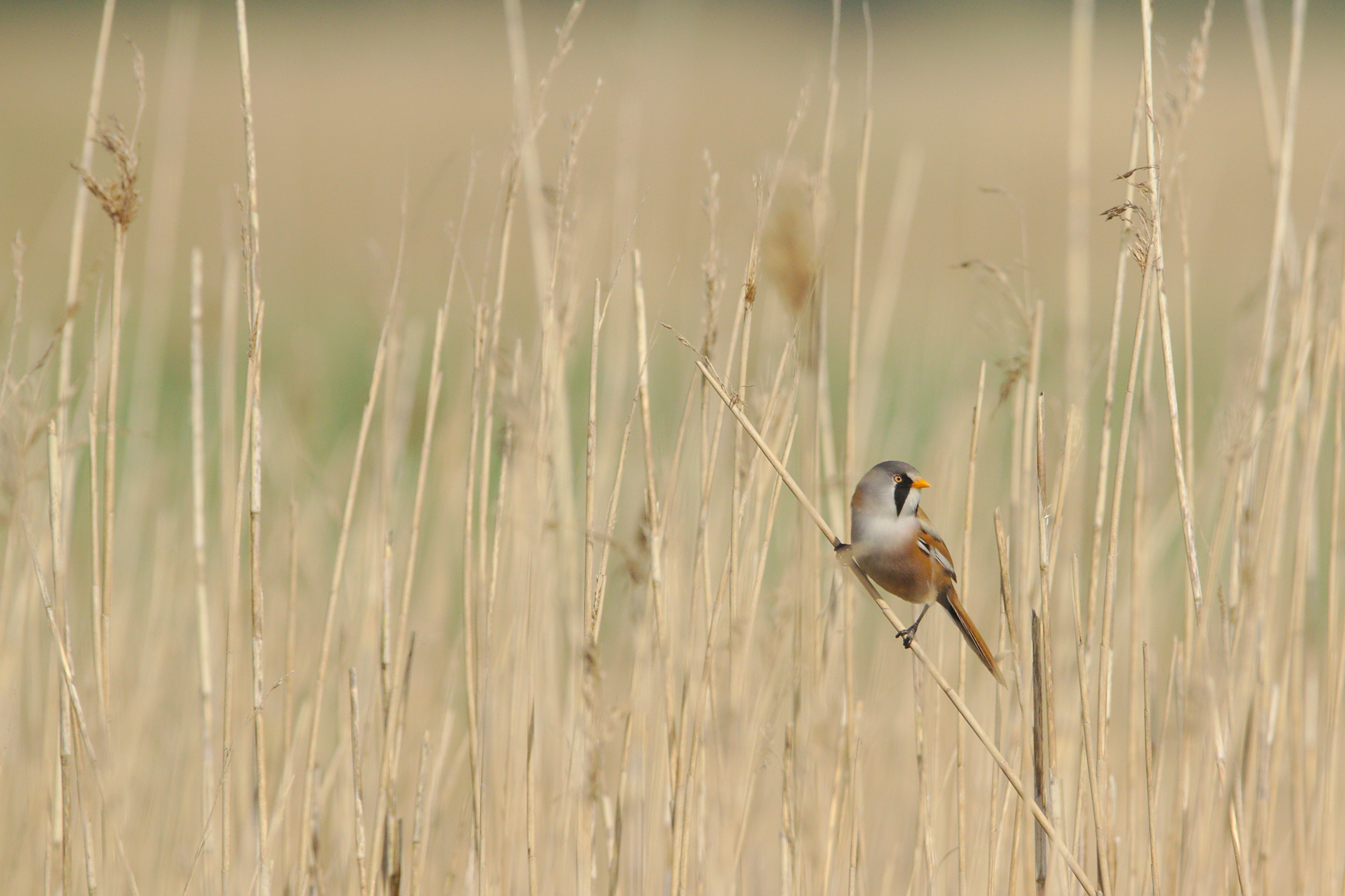 Wilderness Day Escape: Sobieszewo Birdwatching