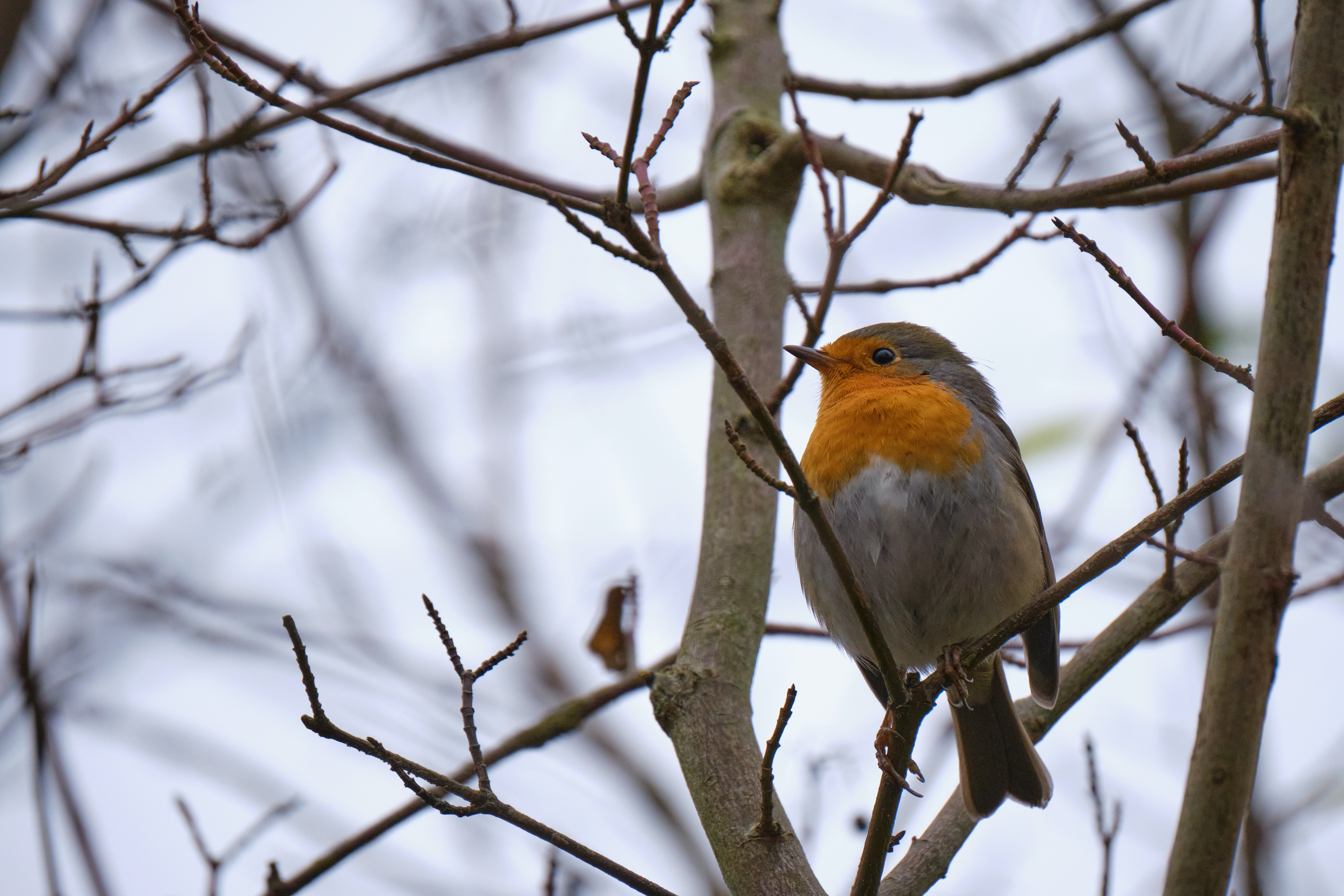 Winter Wildlife Trail: Baltic Birds and Tracks