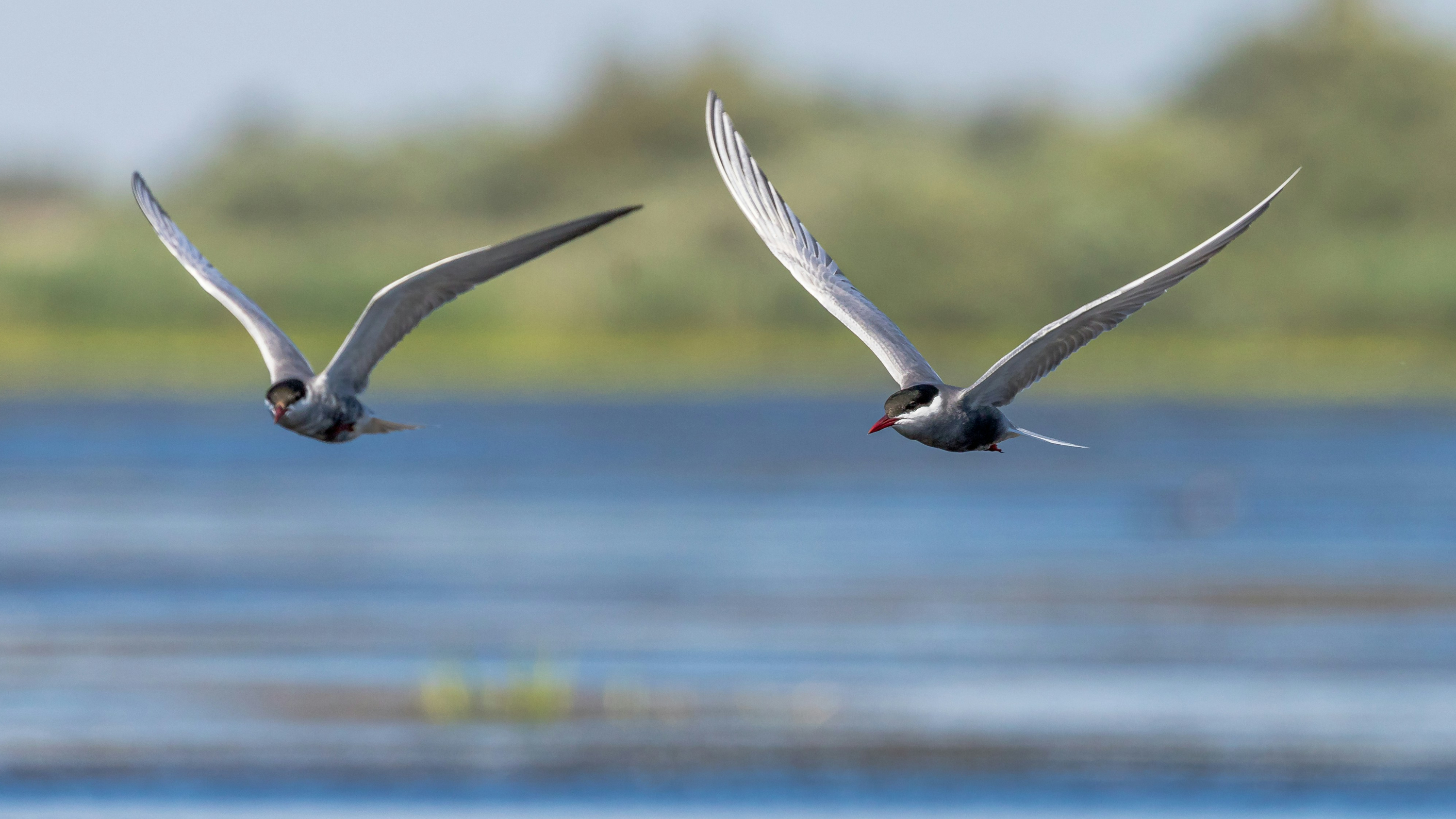Ptasi Raj Explorer: Small-Group Birdwatching