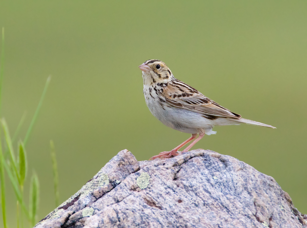 Last Mountain Lake Bird Sanctuary Tour with 2 great options from Saskatoon or Regina