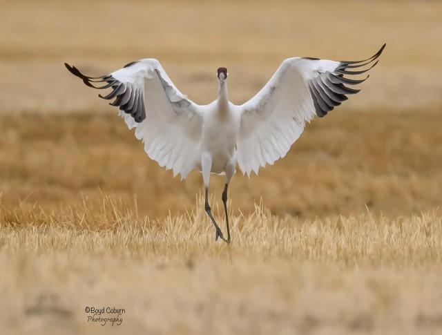Whooping Crane and Sandhill Crane Tours: 4 exciting options