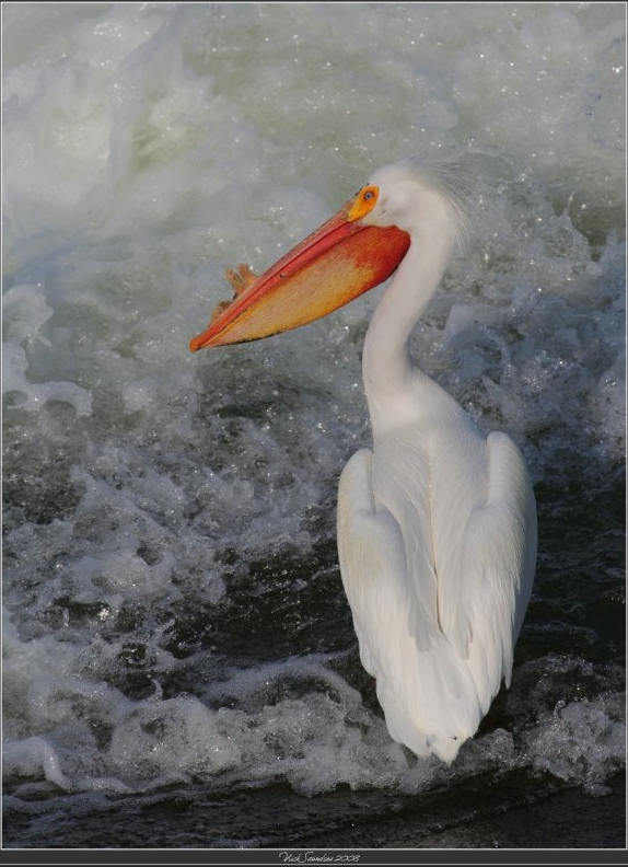 Prairie Lakes Birding and Photography Tour – 4 hours with spectacular water birds