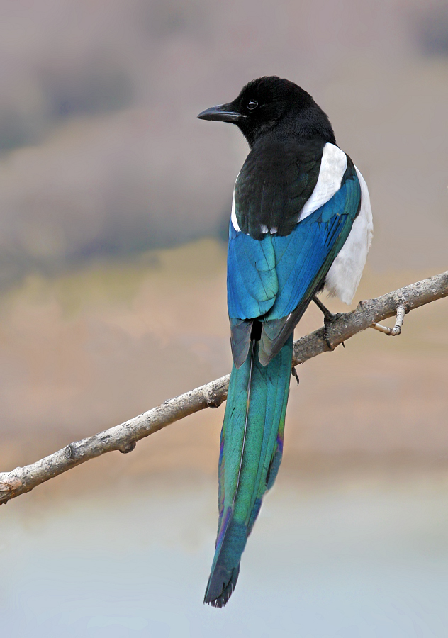 Saskatoon Evening Bird Walk – 4 great outings to our best birding hotspots