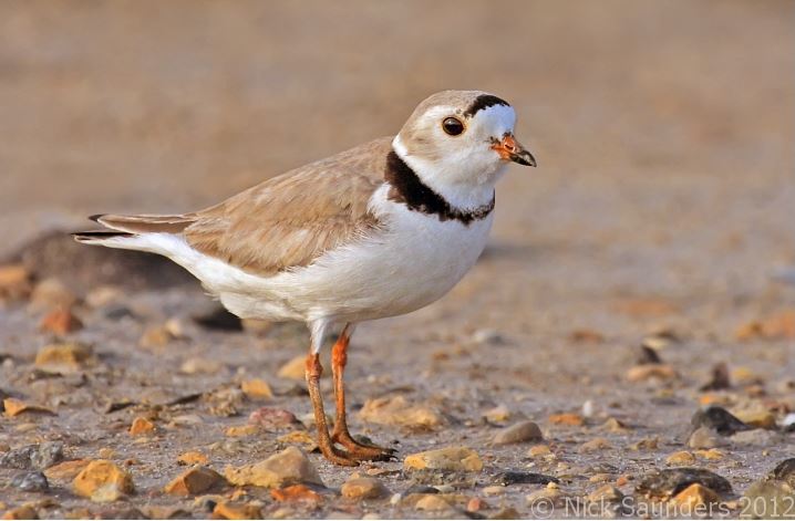 Chaplin Shorebirds 2026 – Great Birding and Bird Photography Day Tour from Regina, Moose Jaw, Swift Current or Saskatoon