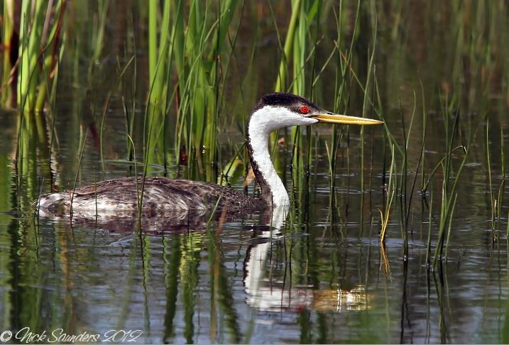 Canada – Saskatchewan Mid-Summer Birding Grand Tour: August 3–10, 2027