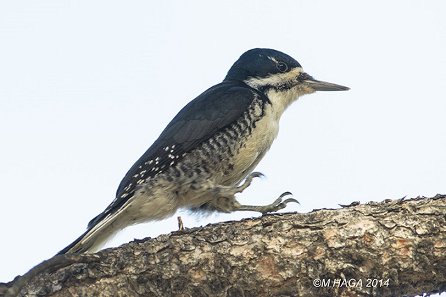Canada – Saskatchewan Autumn Birding Grand Tour: September 9 – 18, 2026