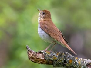 Chief Whitecap Park Birding Tour – fantastic 3-hour walk for beautiful songbirds