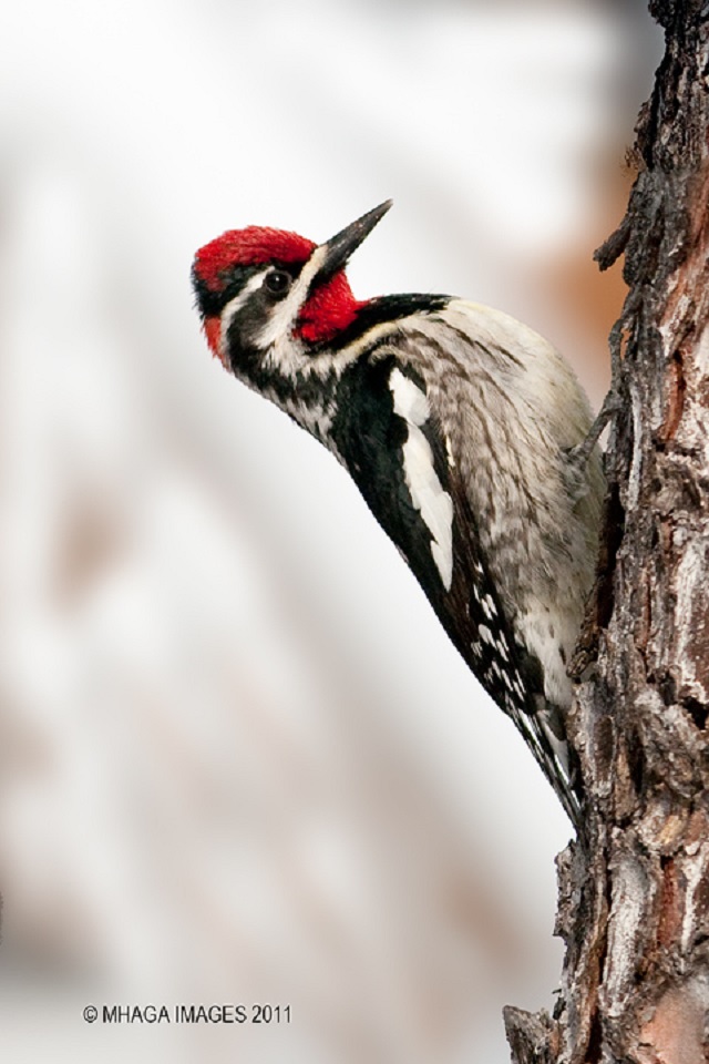 Cypress Hills Tours from Saskatoon and Maple Creek: 3 options for birding Saskatchewan’s great southwest