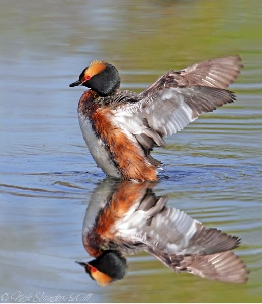 Ferry Birding Tour – 4 hours with awesome river birds