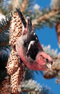 President Murray Park Bird Walk – 1 hour birding in Saskatoon’s best coniferous forest park