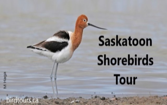 Saskatoon Shorebirds – Great Short Driving Tour in 2026
