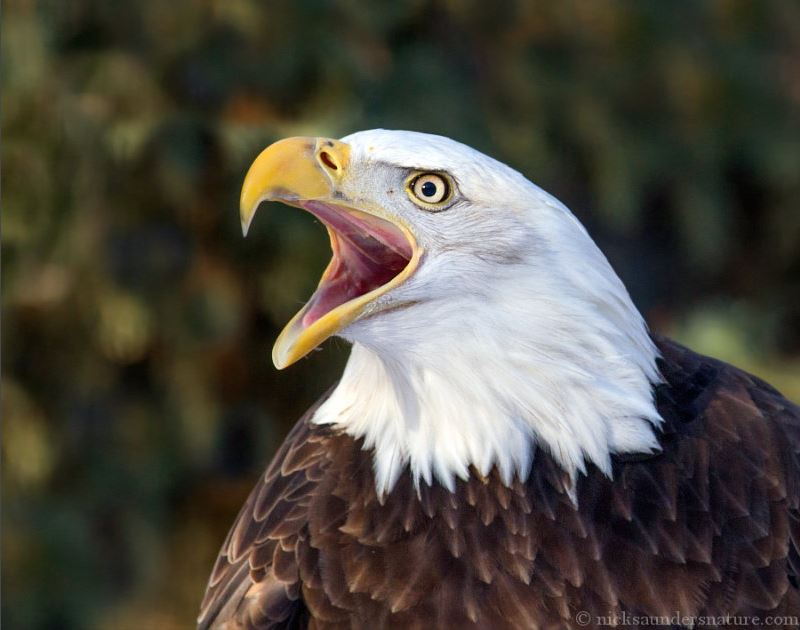 View the great Bald Eagle in 2026