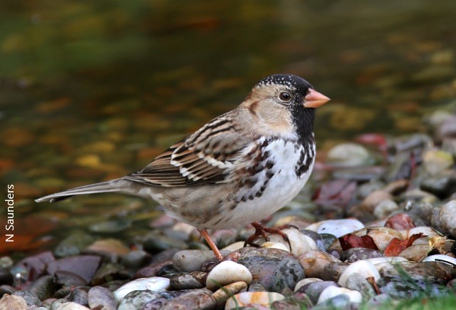 Canada – Saskatchewan Spring Birding Grand Tour: May 11–17, 2027