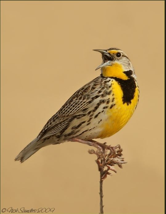 Meadowlark Tours – 2026
