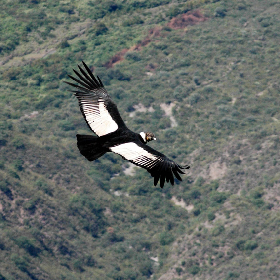 Private Tailor-Made Argentina Birding with Mario Mosqueira