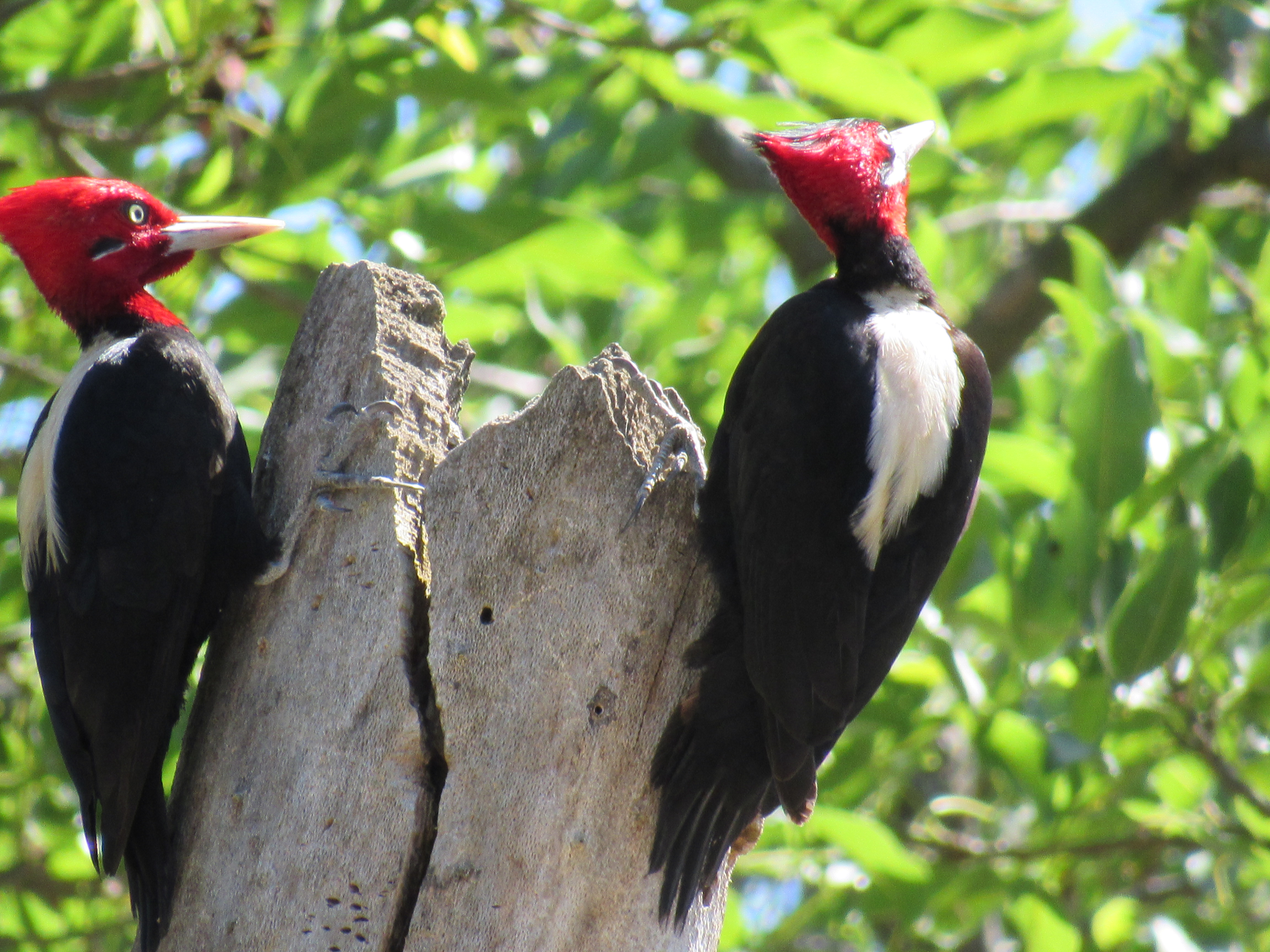 Private Half-Day Salta Cloud Forest Birding with Mario Mosqueira
