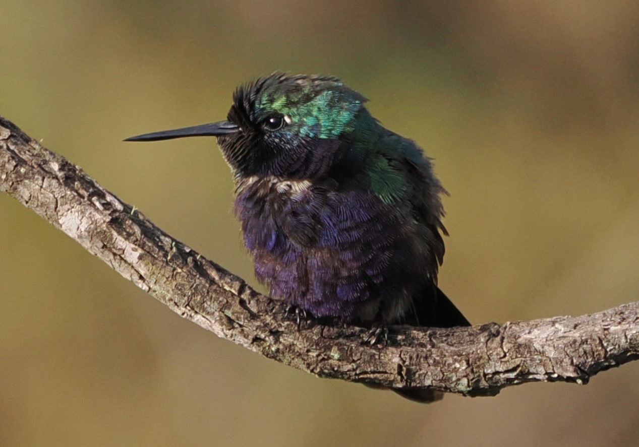 Nine-day Minas Gerais Cerrado and Forest Birding