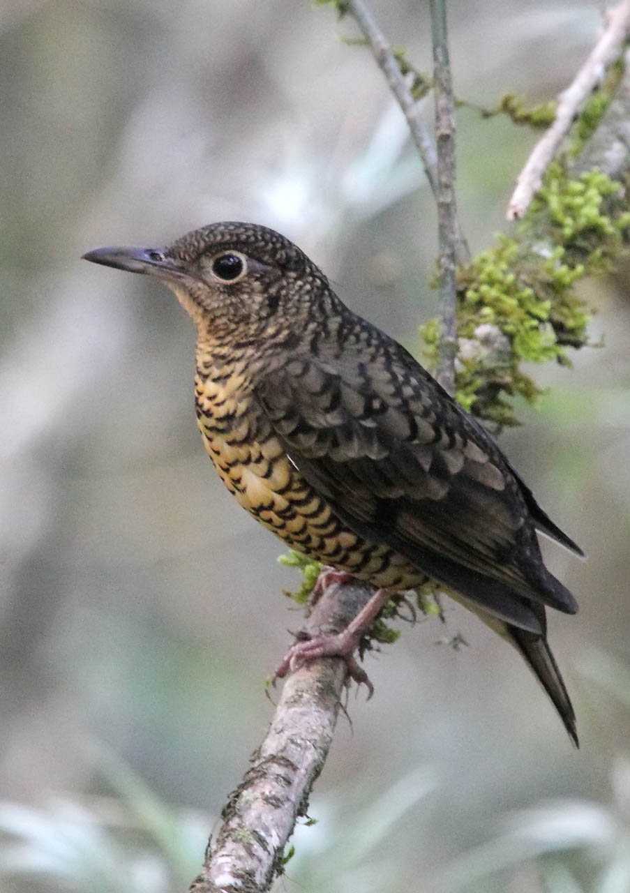 Morapitiya Forest Reserve Private Birding Day