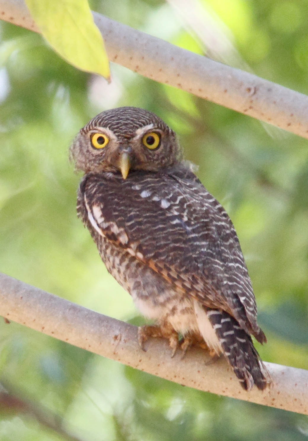 Muthurajawela Marsh Private Birding Break