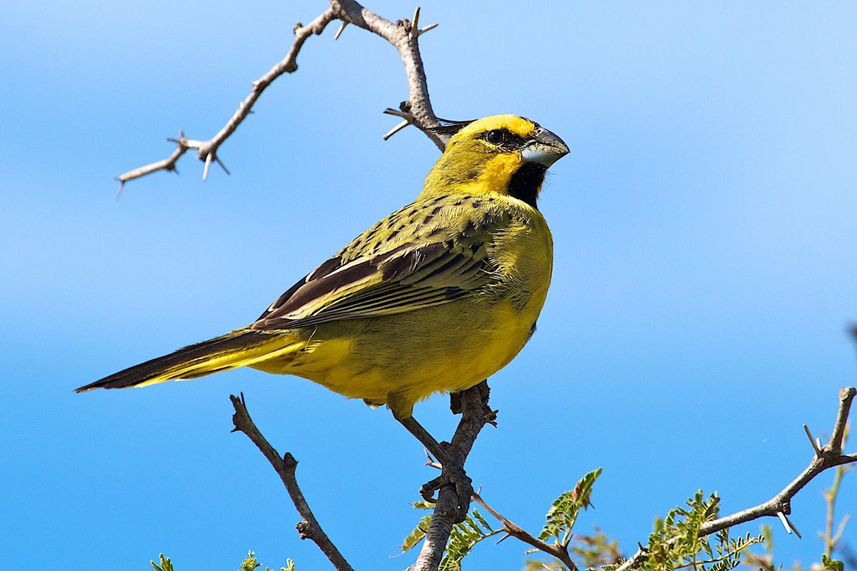 11-day Northeast Argentina Birding: Buenos Aires to Iguazu
