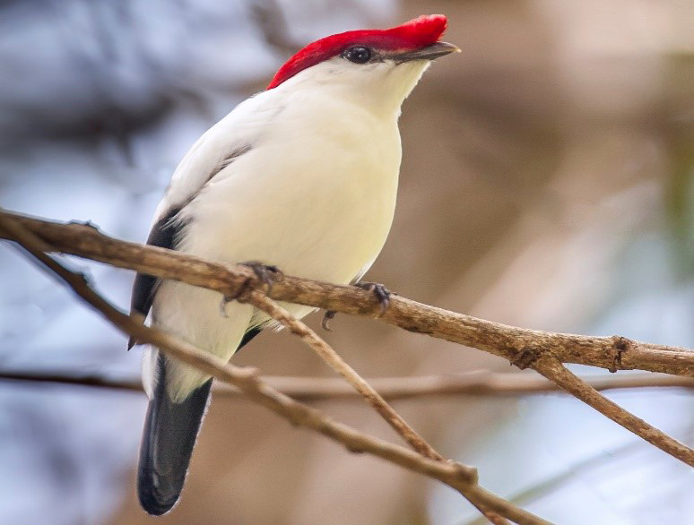 North-East Brazil: Fifteen Days of Caatinga and Atlantic Forest Birding