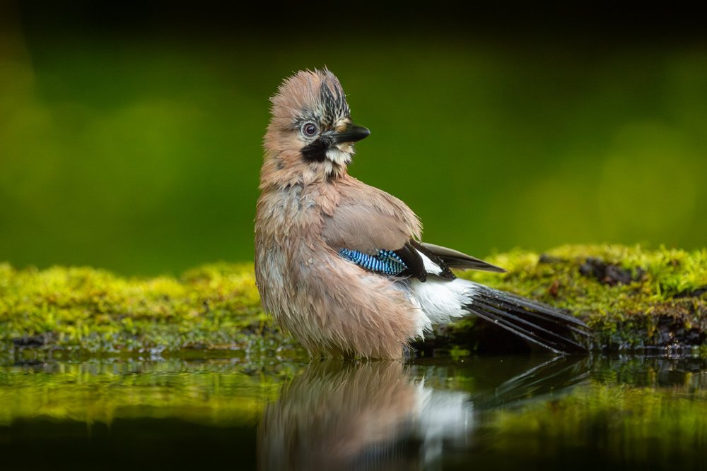 North of Copenhagen Private Birding Tour