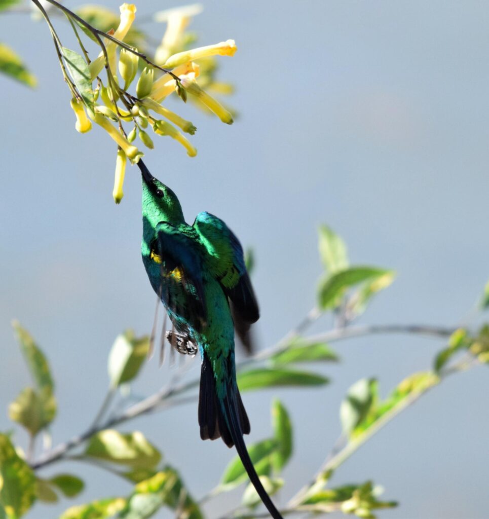 Private Swartberg Mountain Birding