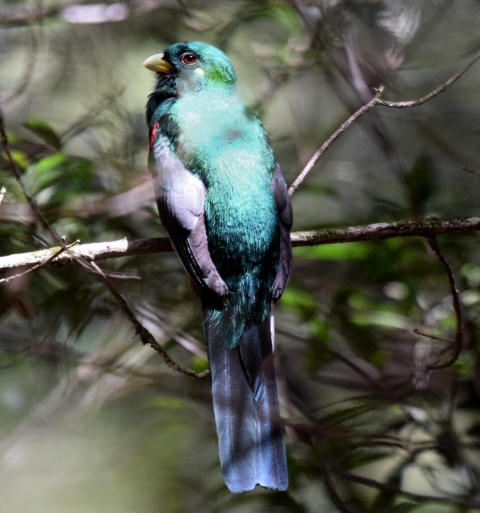 Private Knysna Half-Day Birding Experience