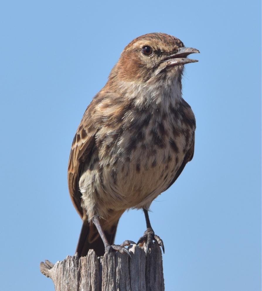 Private 5-Day Karoo Endemics Explorer