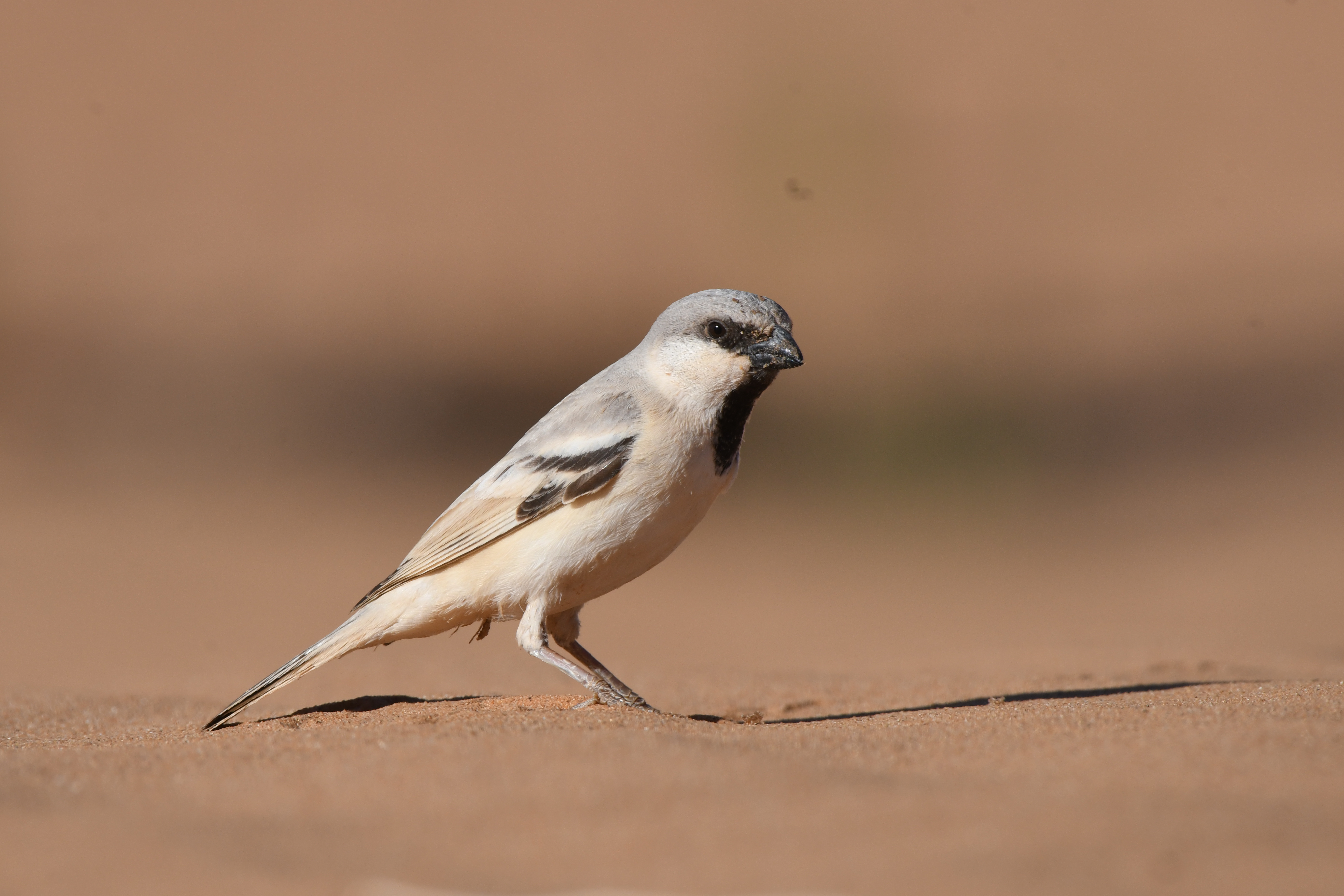 3 days birding tour from Marrakech To Boumalne Dades